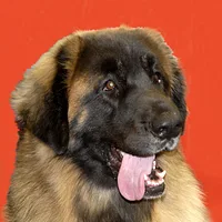 Leonberger, picture 2 of 10