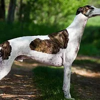 Saluki, picture 7 of 9