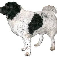 A Wetterhoun dog