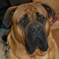 Bullmastiff