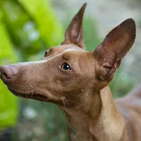 Cirneco dell'Etna
