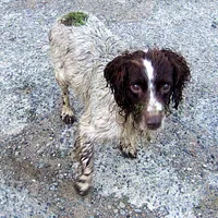 English Springer Spaniel