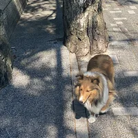 Shetland Sheepdog, picture 7 of 10