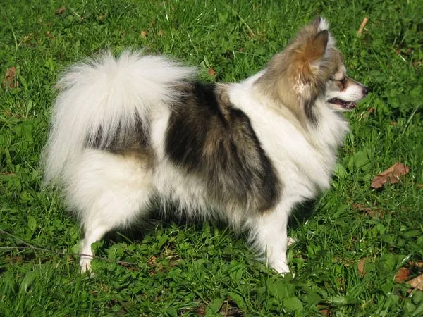 A German Spitz
