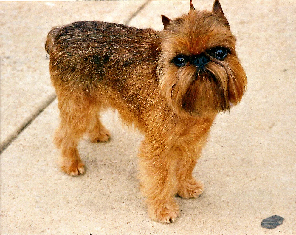 Brussels Griffon dog, photographed by The original uploader was Dan9186 at English Wikipedia.