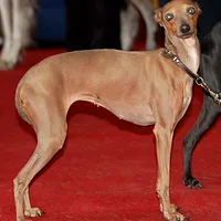 Italian Greyhound, picture 5 of 8