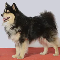 A Finnish Lapphund dog