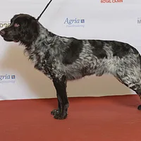 Deutscher Wachtelhund