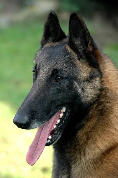 A Belgian Sheepdog