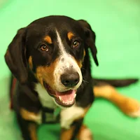 Entlebucher Mountain Dog