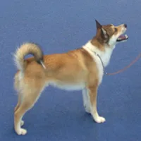 Norwegian Lundehund, picture 4 of 8