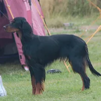 Gordon Setter