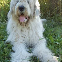 Romanian Mioritic Shepherd Dog, picture 2 of 8