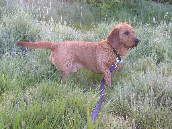 A Basset Fauve de Bretagne