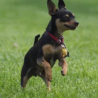 Manchester Terrier (Toy), picture 3 of 9