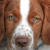 Welsh Springer Spaniel, picture 5 of 10