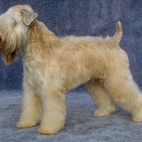 Soft Coated Wheaten Terrier, picture 1 of 8