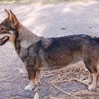 Swedish Vallhund, picture 2 of 10