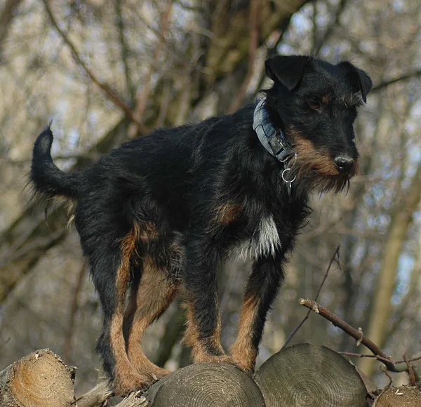 A Jagdterrier