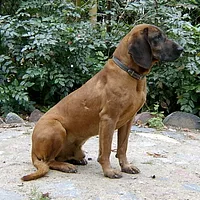 Bavarian Mountain Scent Hound, picture 2 of 3