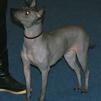 American Hairless Terrier