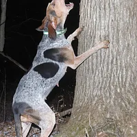 American English Coonhound