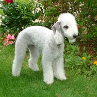 Lakeland Terrier, picture 1 of 10