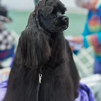 Cocker Spaniel