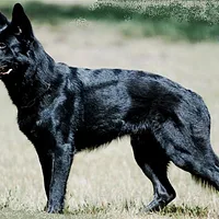 German Shepherd Dog, picture 4 of 10