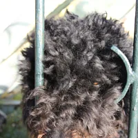 Portuguese Water Dog, picture 6 of 7