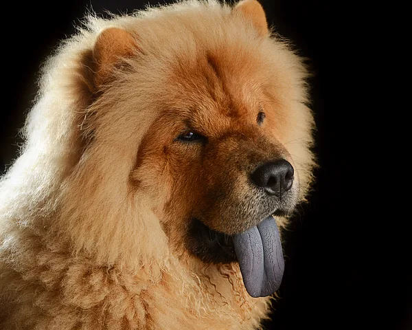 A Chow Chow