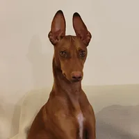 Cirneco dell'Etna