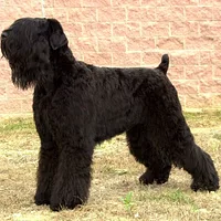 A Black Russian Terrier dog