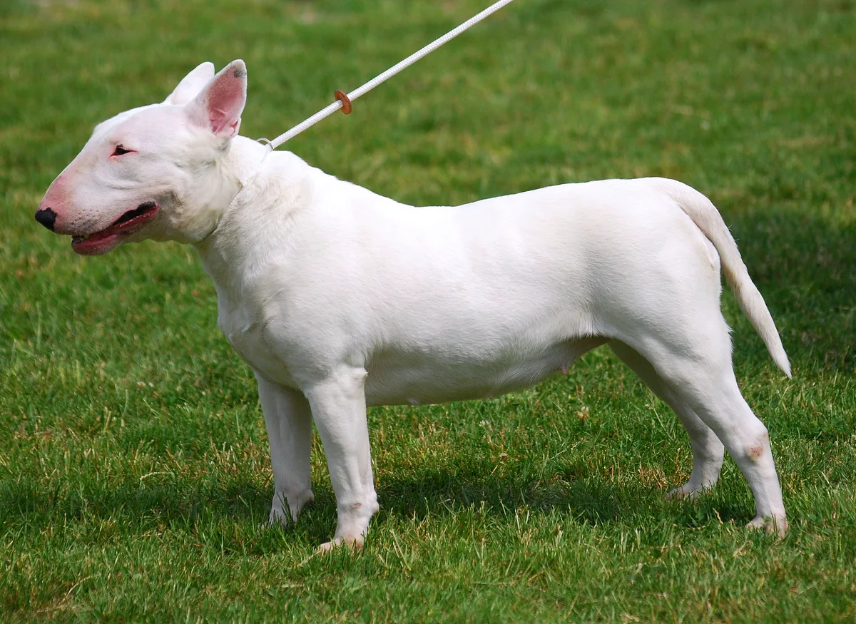 Bull Terrier dog, photographed by Lilly M