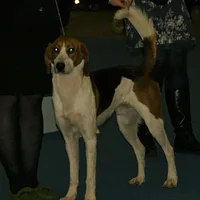 American Foxhound