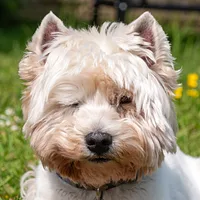 West Highland White Terrier, picture 3 of 8