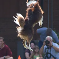 Australian Shepherd, picture 7 of 10