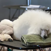 Poodle (Standard), picture 5 of 9