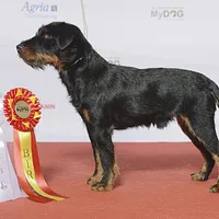 Jagdterrier, picture 7 of 10