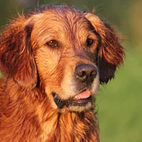 Golden Retriever, picture 2 of 9