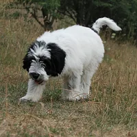 Polish Lowland Sheepdog, picture 6 of 8