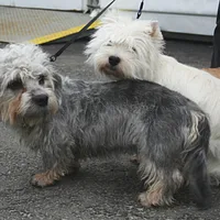 Dandie Dinmont Terrier, picture 6 of 8