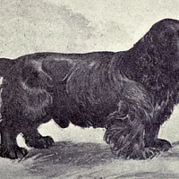 Sussex Spaniel, picture 5 of 5