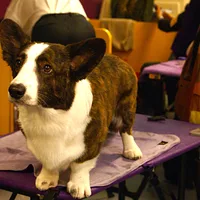Cardigan Welsh Corgi