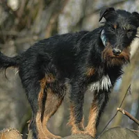 Jagdterrier, picture 2 of 10