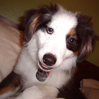 Miniature American Shepherd, picture 7 of 10