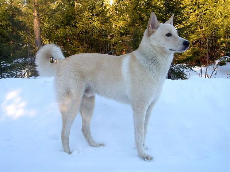 Canaan Dog dog, photographed by Matilda