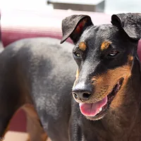 Manchester Terrier (Standard), picture 4 of 10