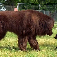 Newfoundland
