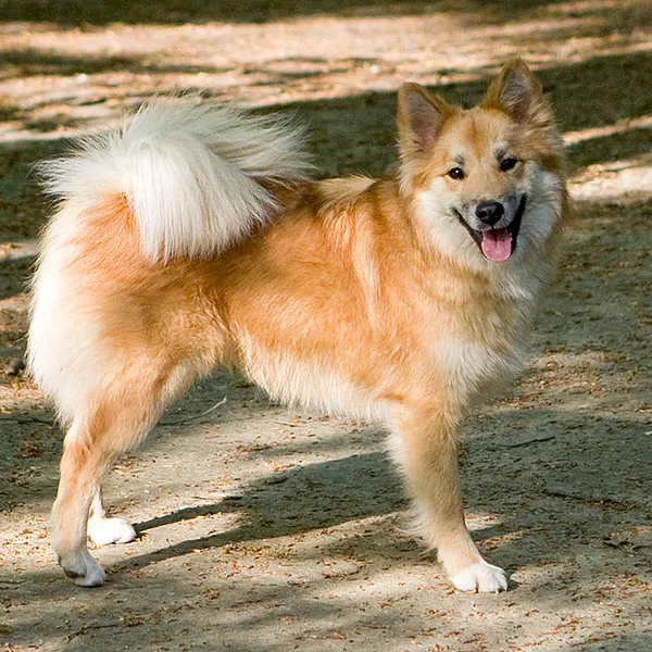 A Icelandic Sheepdog